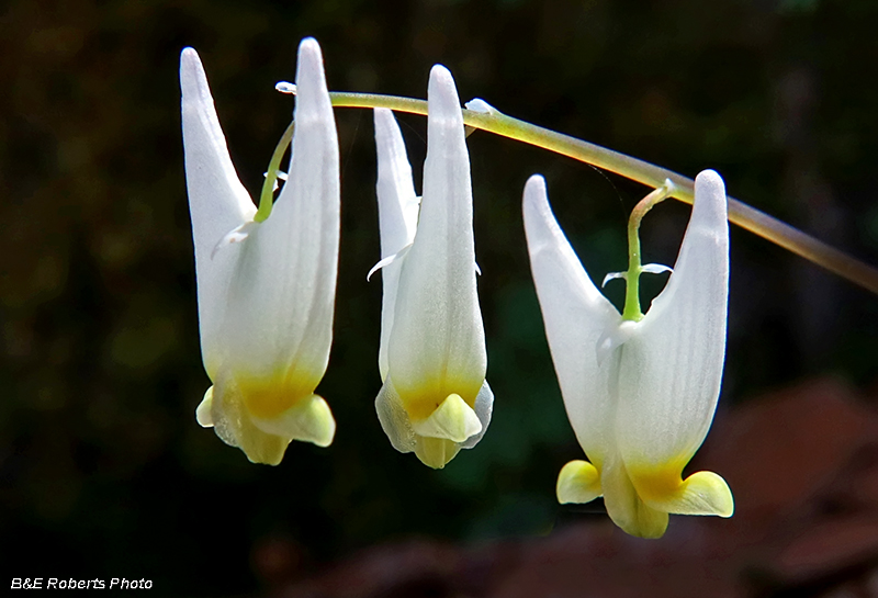 Dutchmans_Breeches