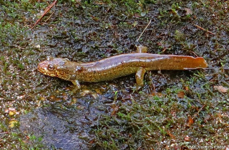 Black-bellied_salamander