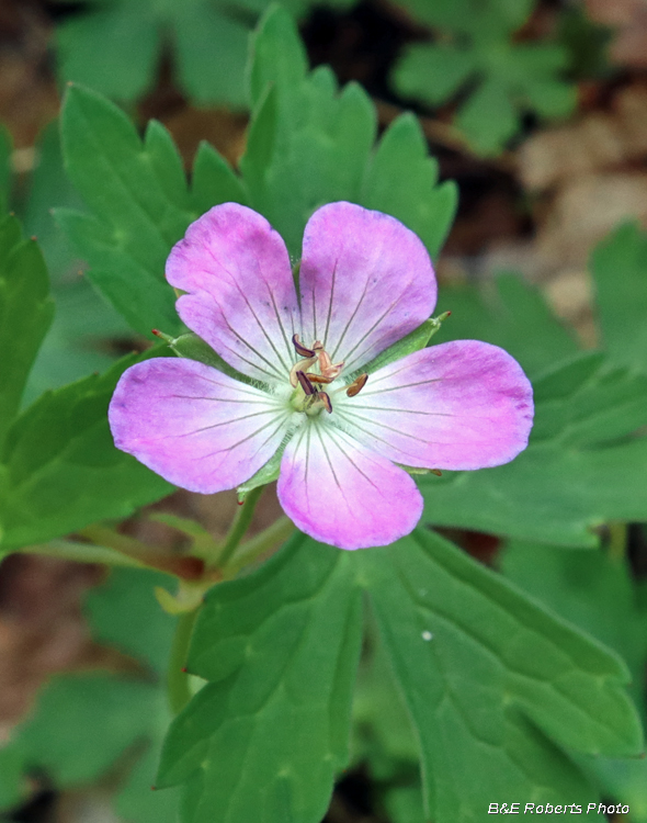 Wild_Geranium