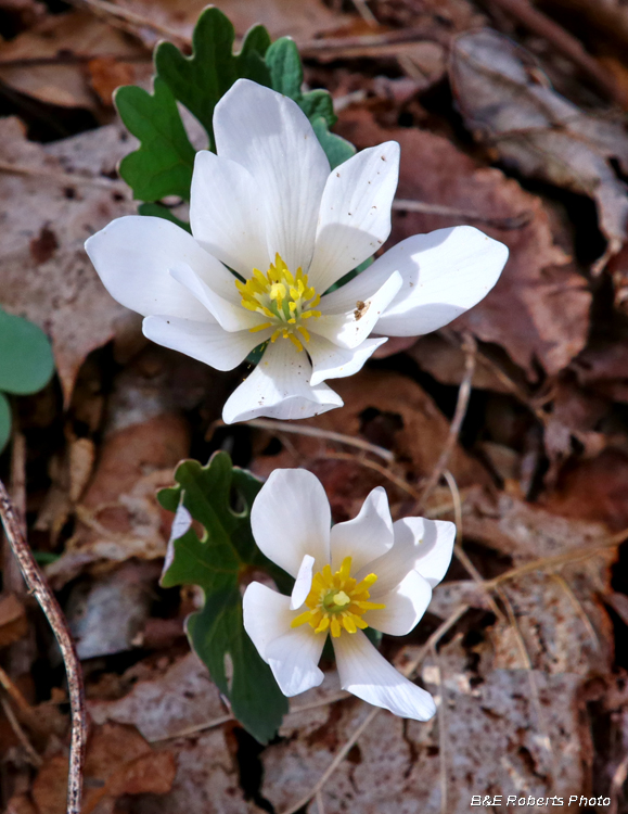 Bloodroot