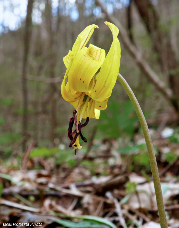 Trout_Lily