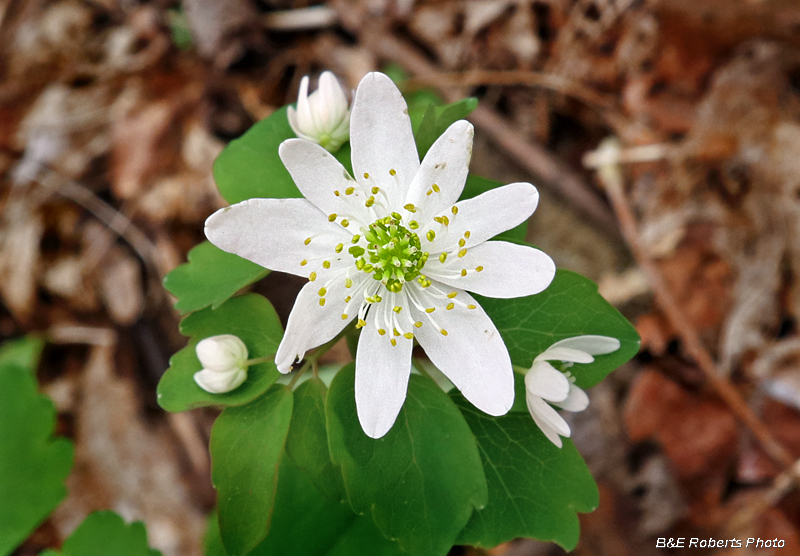 Rue_anemone