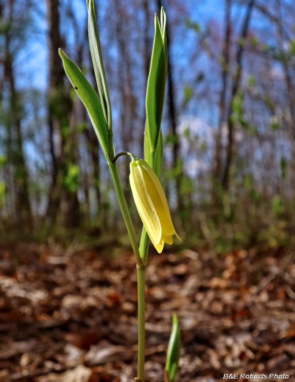 Sessile_Bellwort