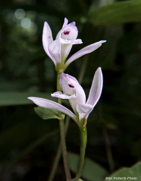 Three Birds Orchids