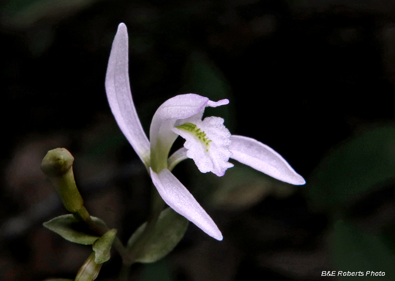 Three Birds Orchid