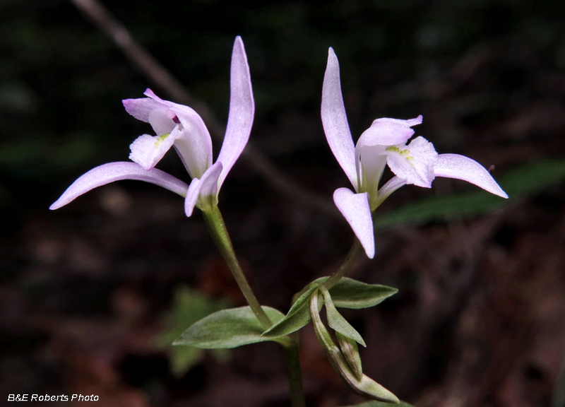 Three_ Birds_Orchids