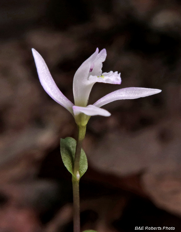 Three Birds Orchid