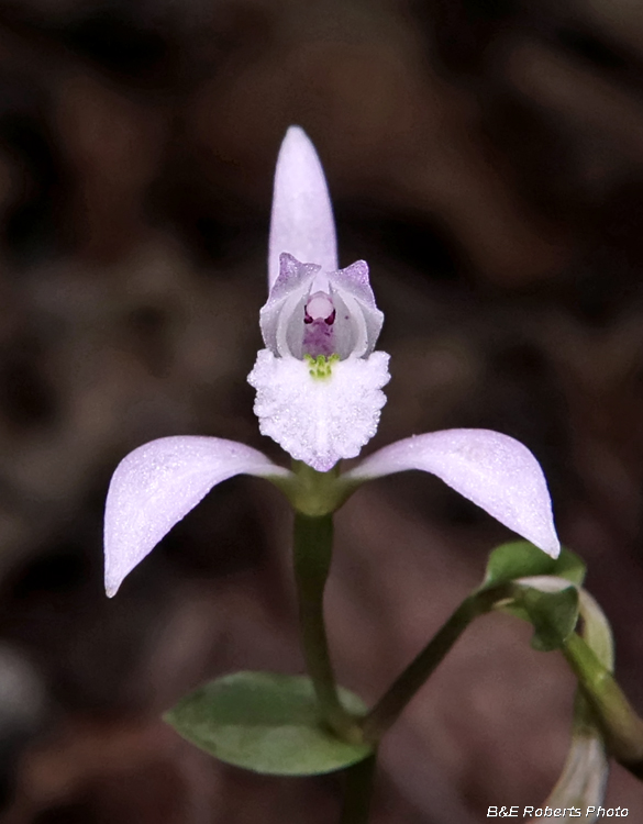 Three Birds Orchid