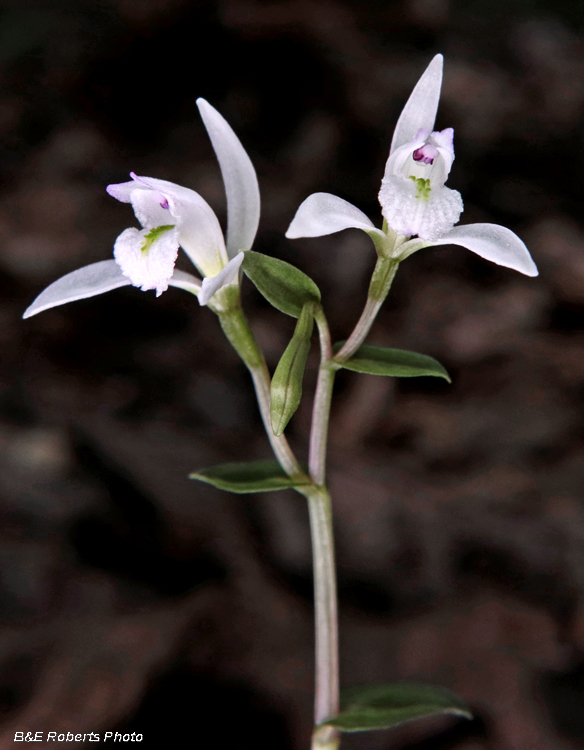 Three Birds Orchids