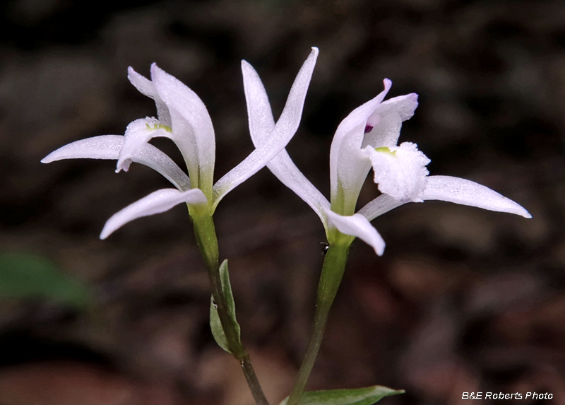 Three Birds Orchid