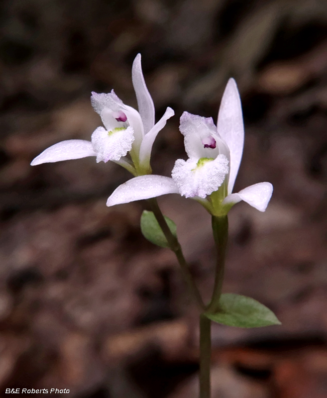 Three Birds Orchids