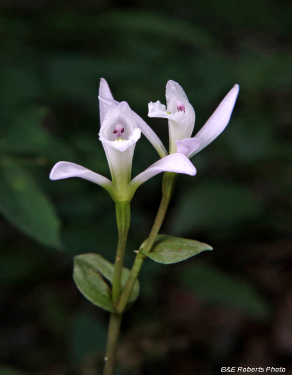 Three Birds Orchid