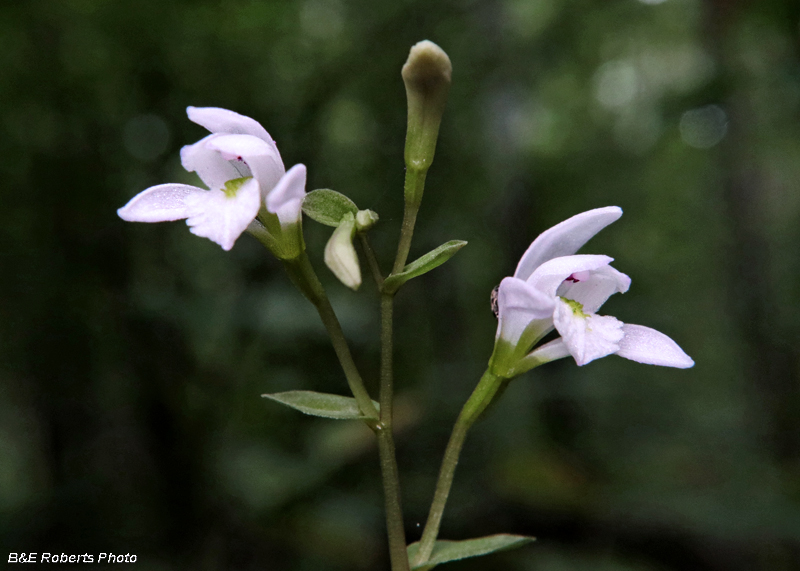 Three Birds Orchid