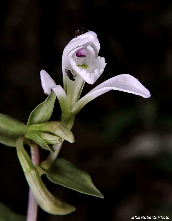 Three Birds Orchid