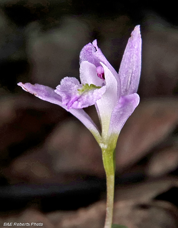 Three Birds Orchid