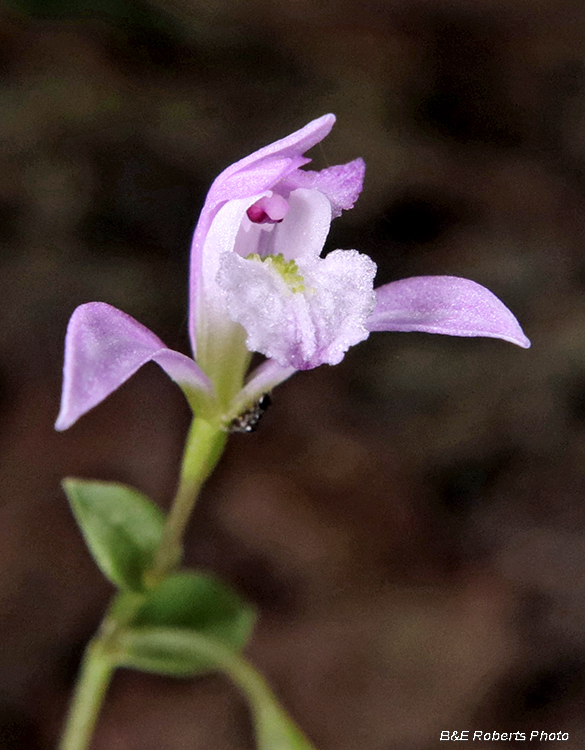 Three Birds Orchid