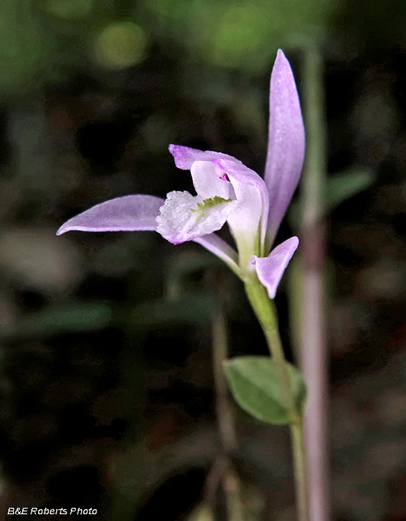 Three Birds Orchid