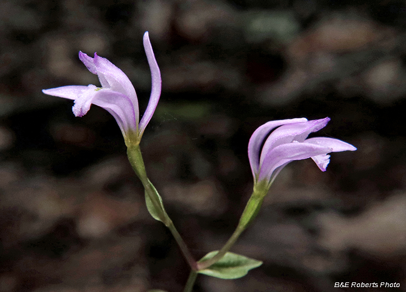 Three Birds Orchid