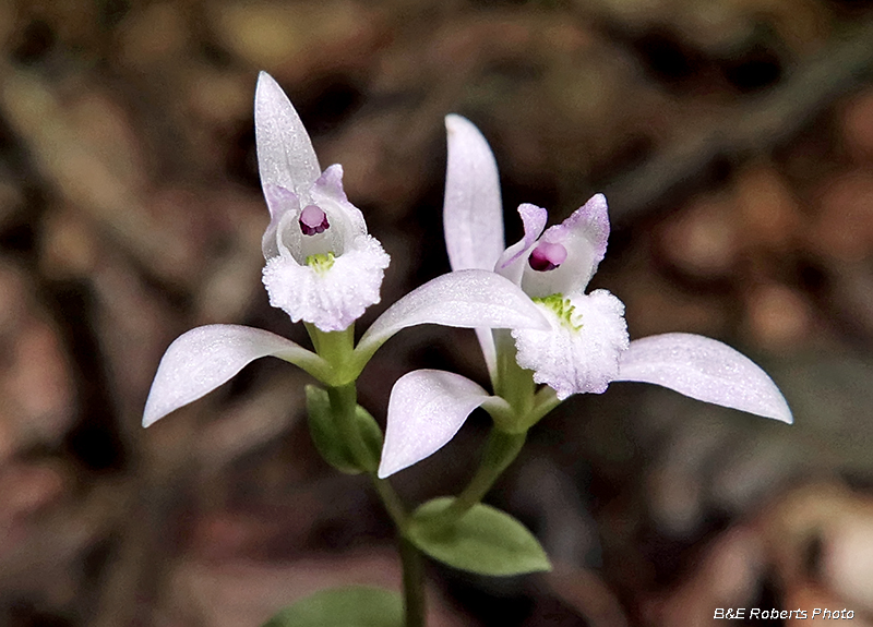 Three Birds Orchid