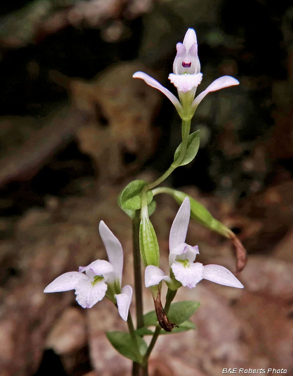 Three Birds Orchid