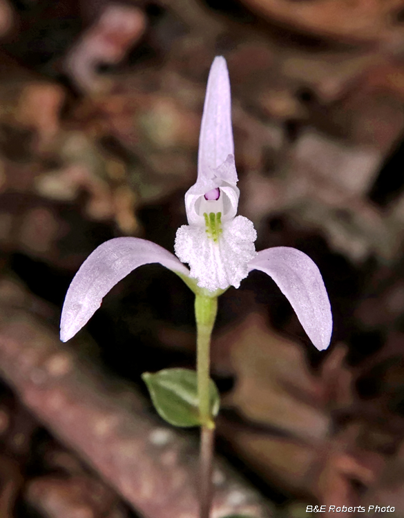 Three Birds Orchid