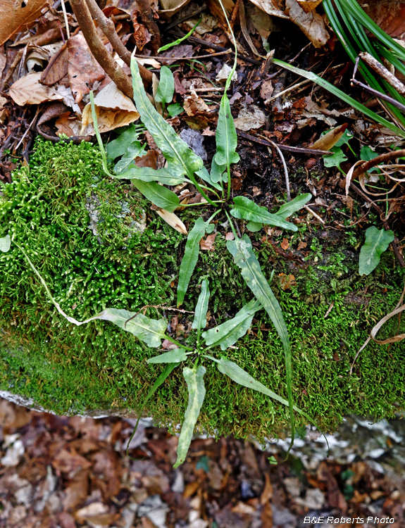 Walking_fern