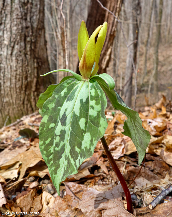 Yellow_Trillium_cuneatum