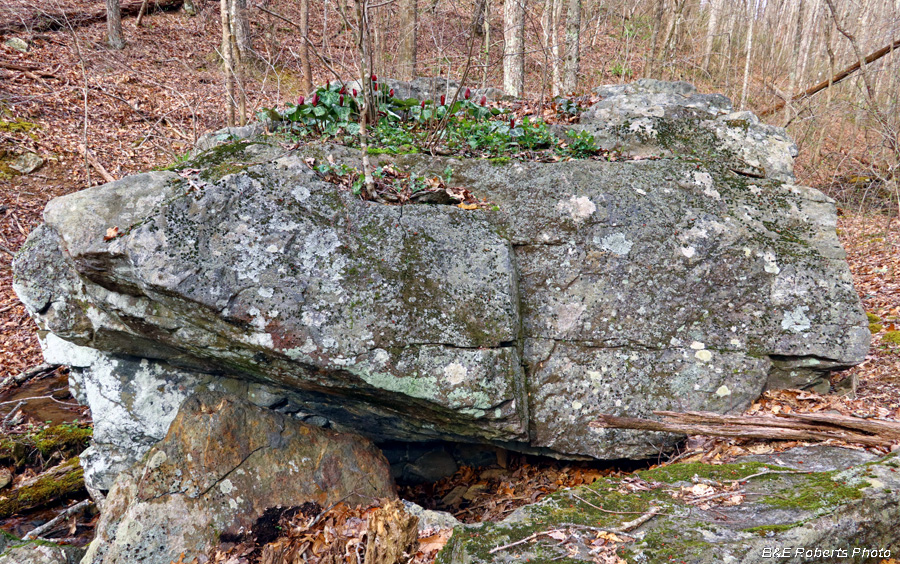 Trillium_Rock