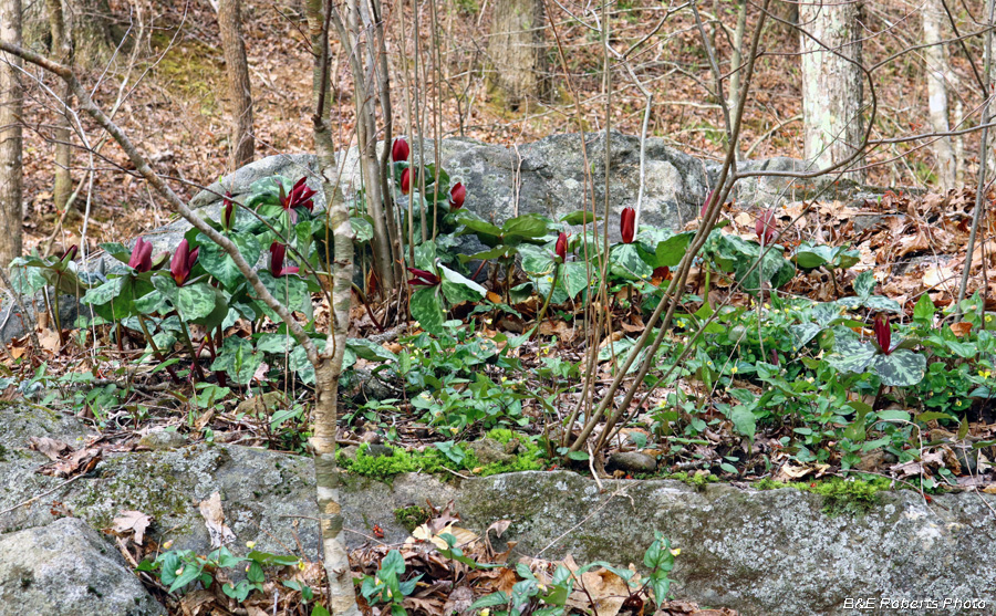 Trillium_Rock