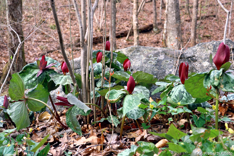 Trillium_Rock