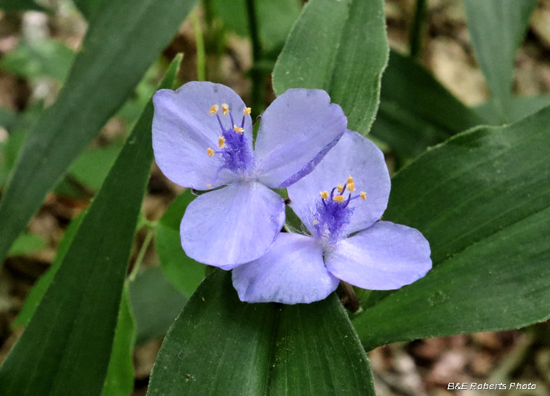 Spiderwort