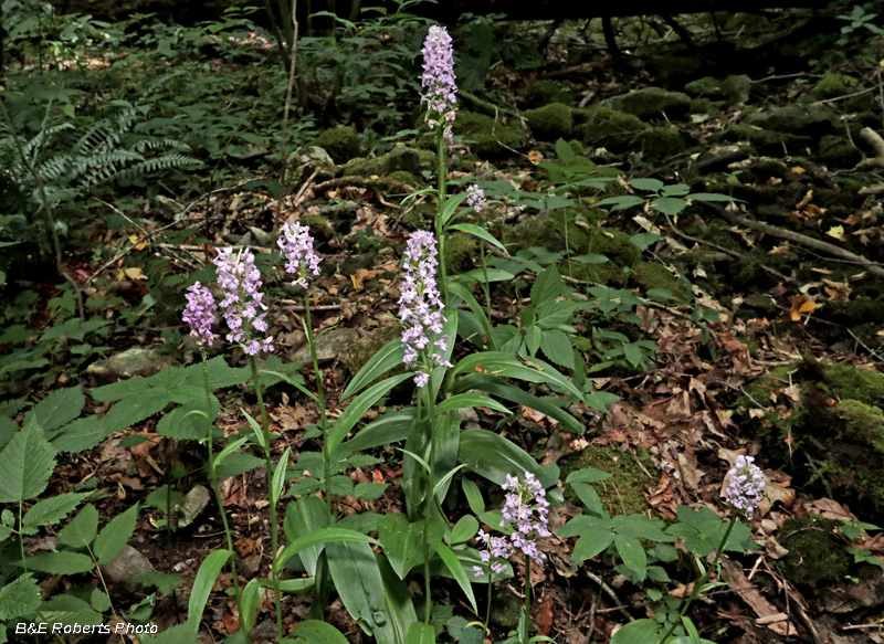 Platanthera_psycodes