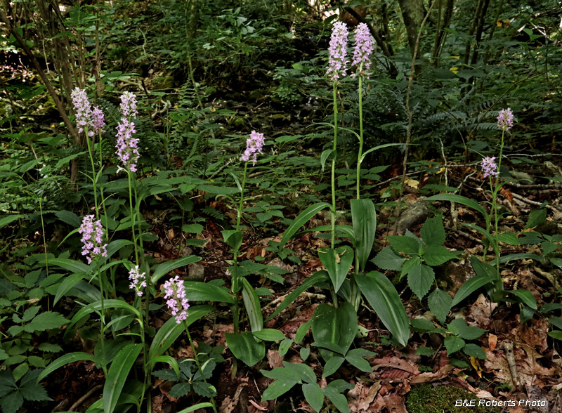 Platanthera_psycodes