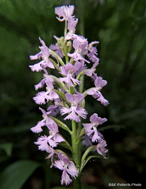 Platanthera_psycodes