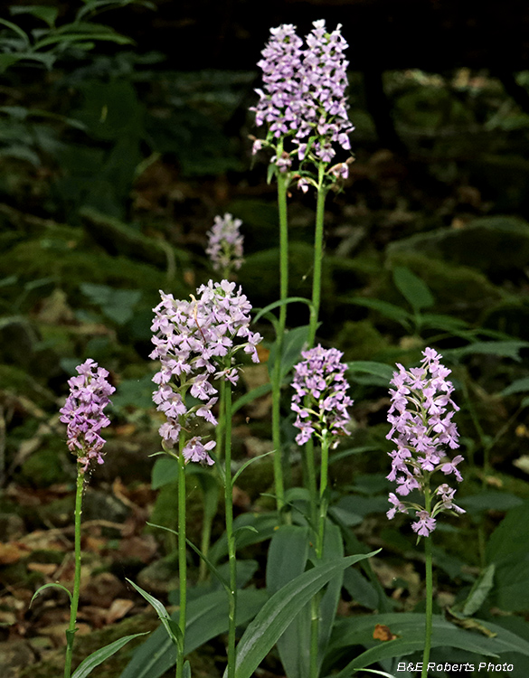 Platanthera_psycodes