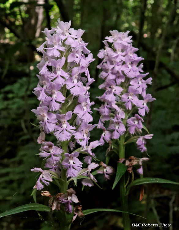 Platanthera_psycodes