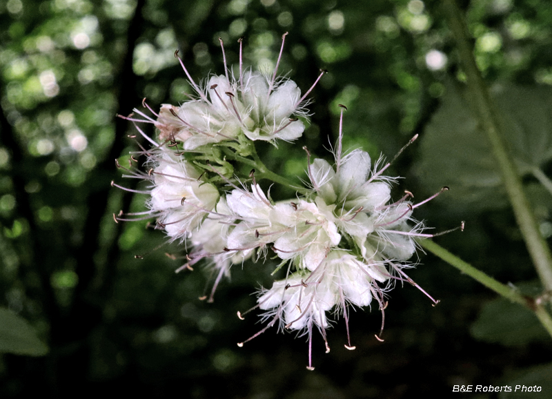 Waterleaf