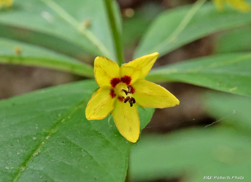 Whorled_Loosestrife