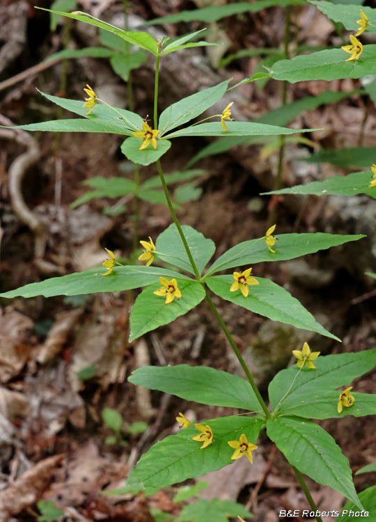 Whorled_Loosestrife