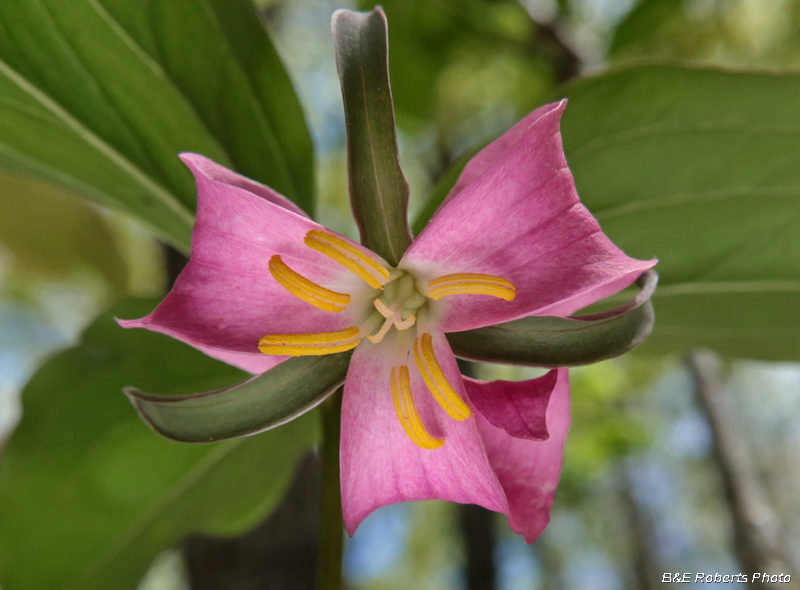 Pink_Catesby_Trillium