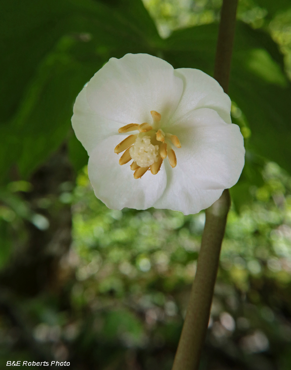 Mayapple