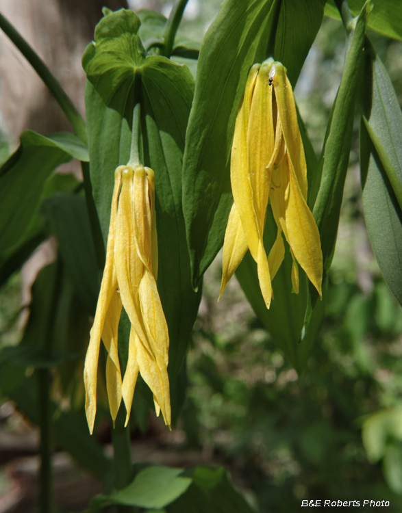 Bellwort