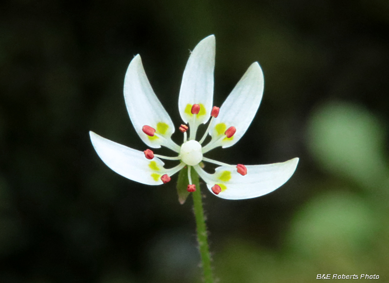 Saxifrage