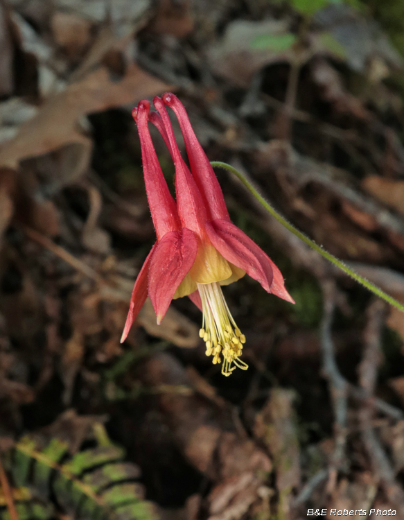 Columbine