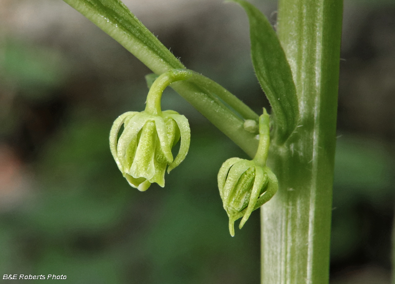 Cubelium