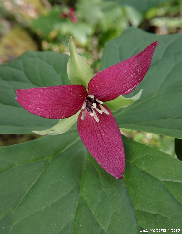 Trillium_erectum