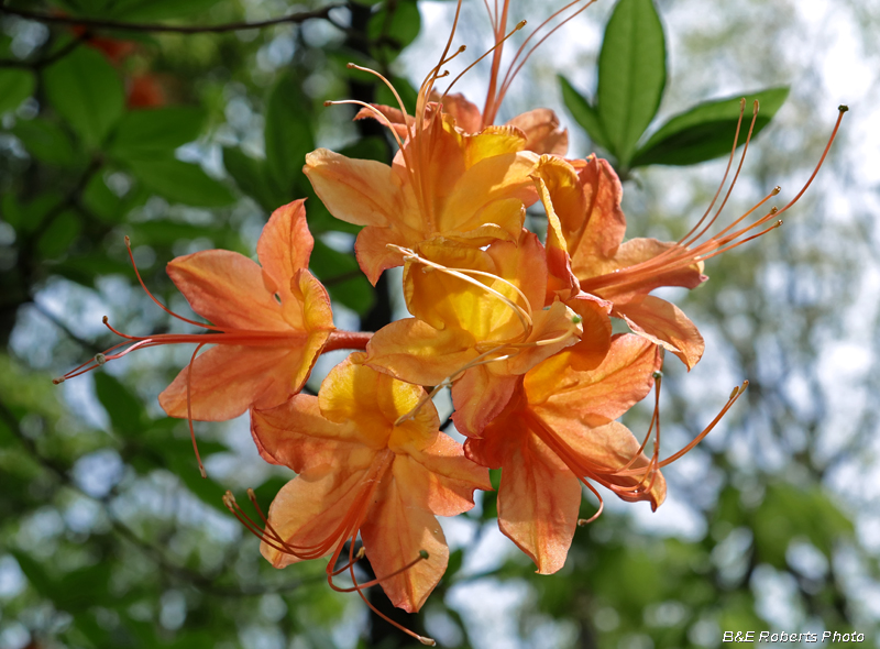 Flame_Azalea