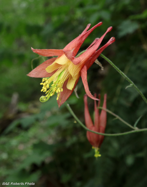 Columbine