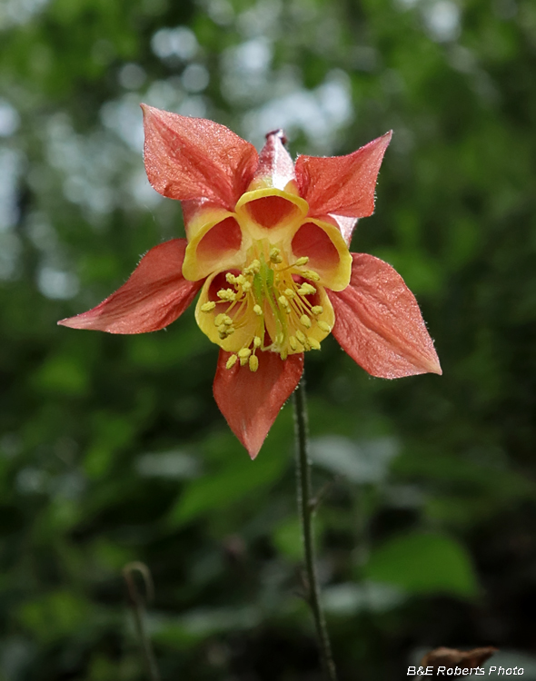 Columbine