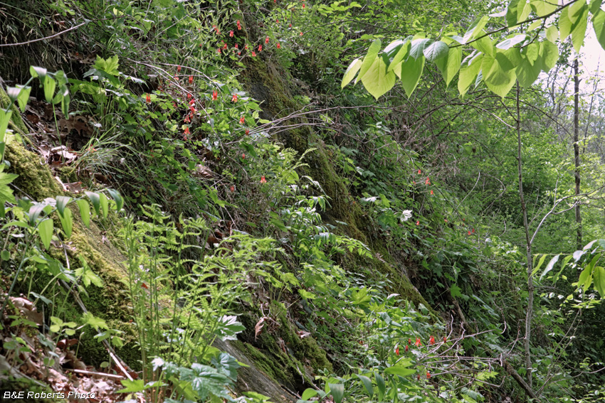 Columbine_habitat